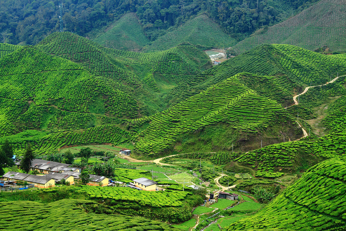 Kebun teh di pegunungan